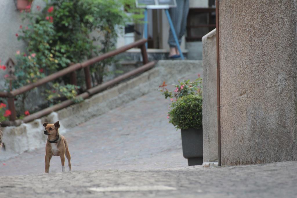 Locanda Genzianella Gargnano Buitenkant foto